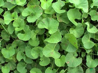 Centella asiatica